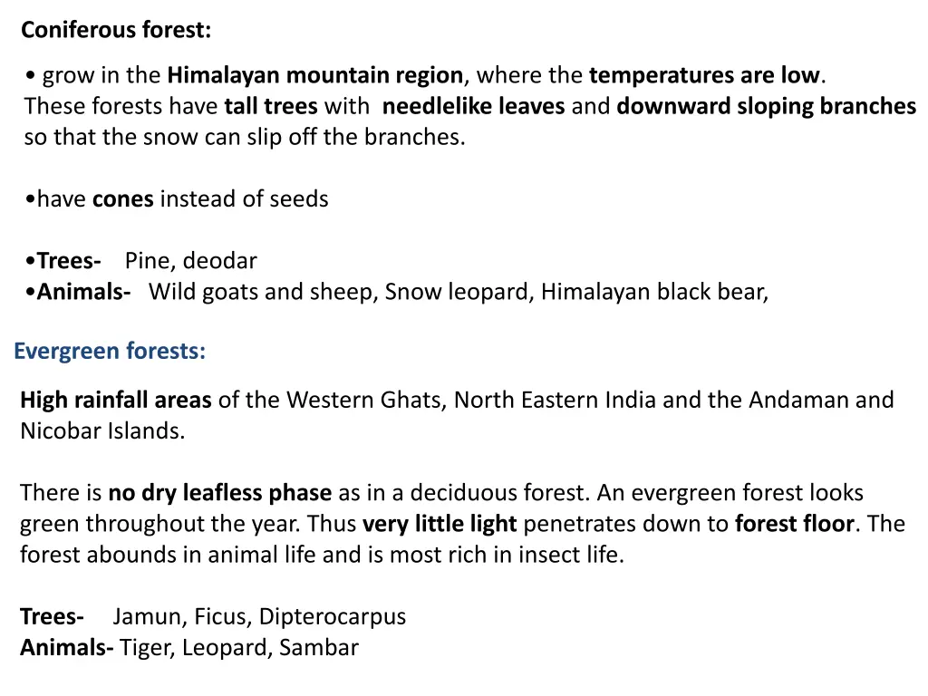 coniferous forest