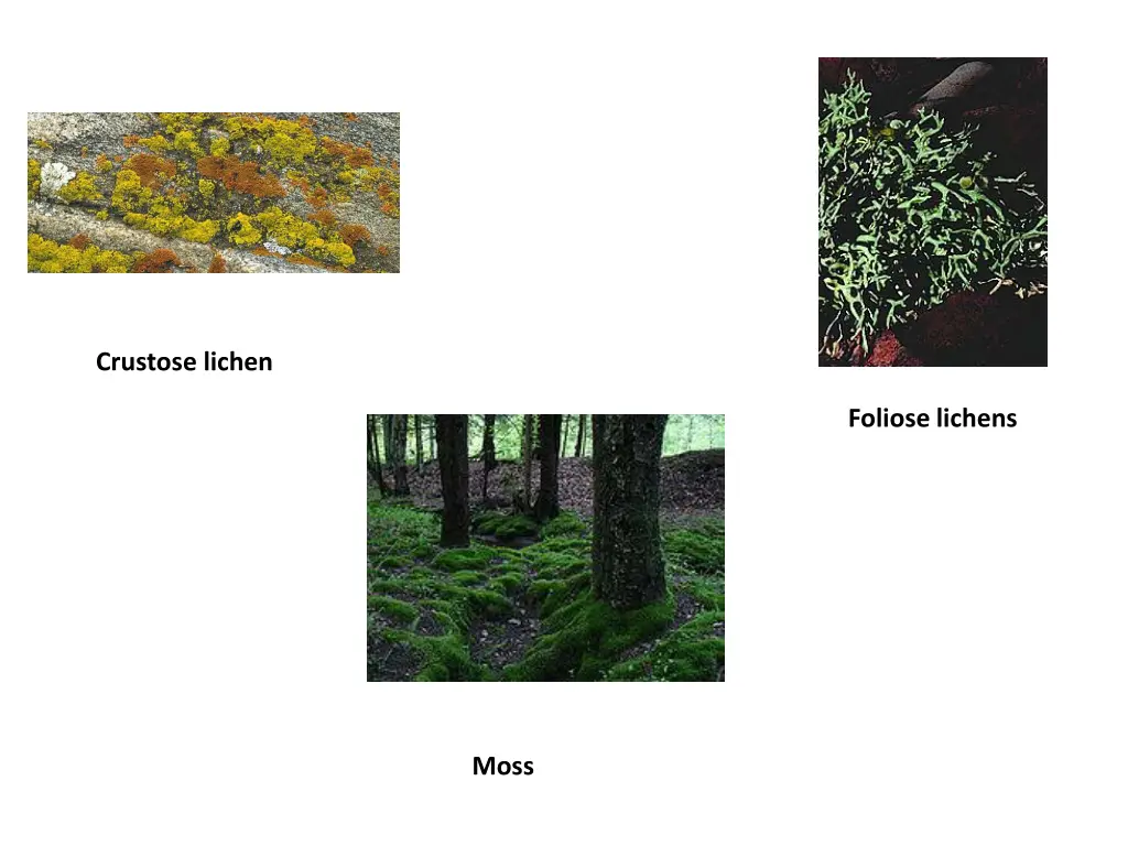 crustose lichen