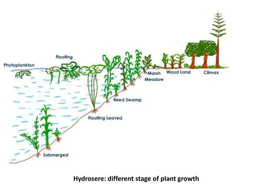 hydrosere different stage of plant growth