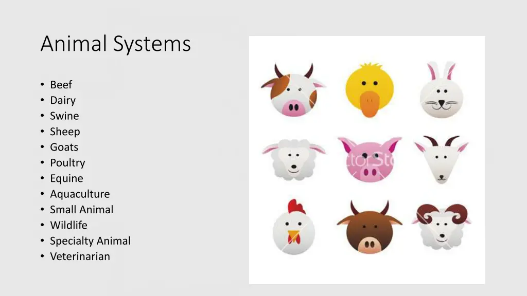 animal systems