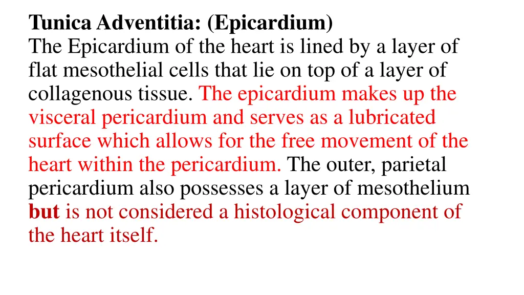 tunica adventitia epicardium the epicardium