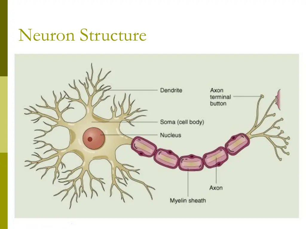 neuron structure