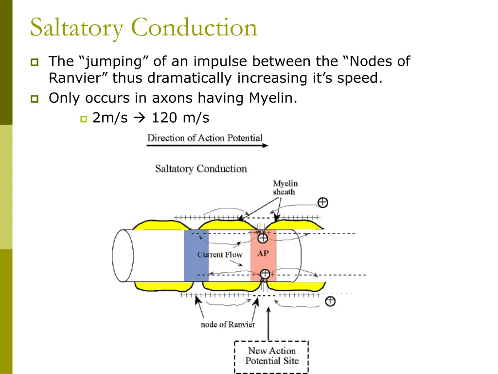saltatory conduction