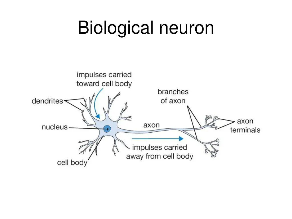 biological neuron