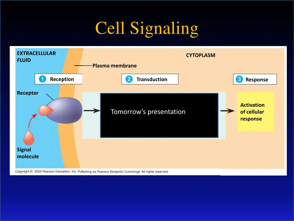 cell signaling