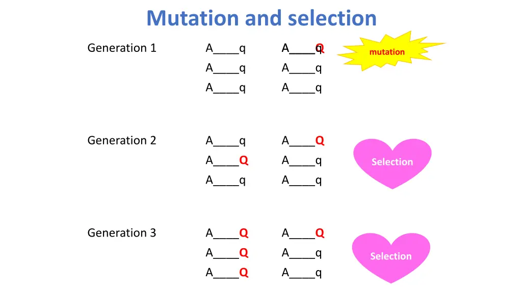 mutation and selection