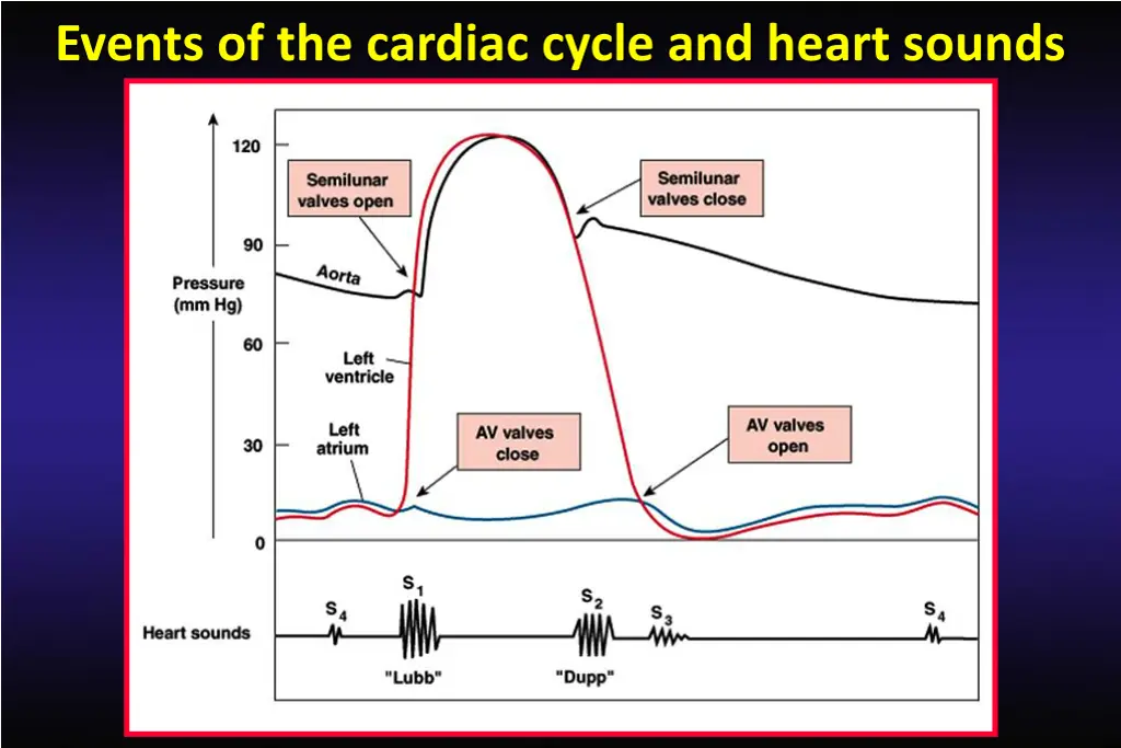 events of the cardiac cycle and heart sounds