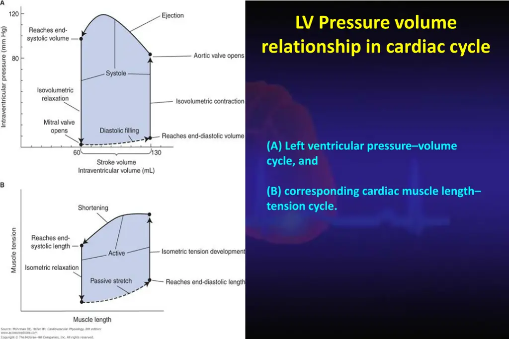 lv pressure volume relationship in cardiac cycle