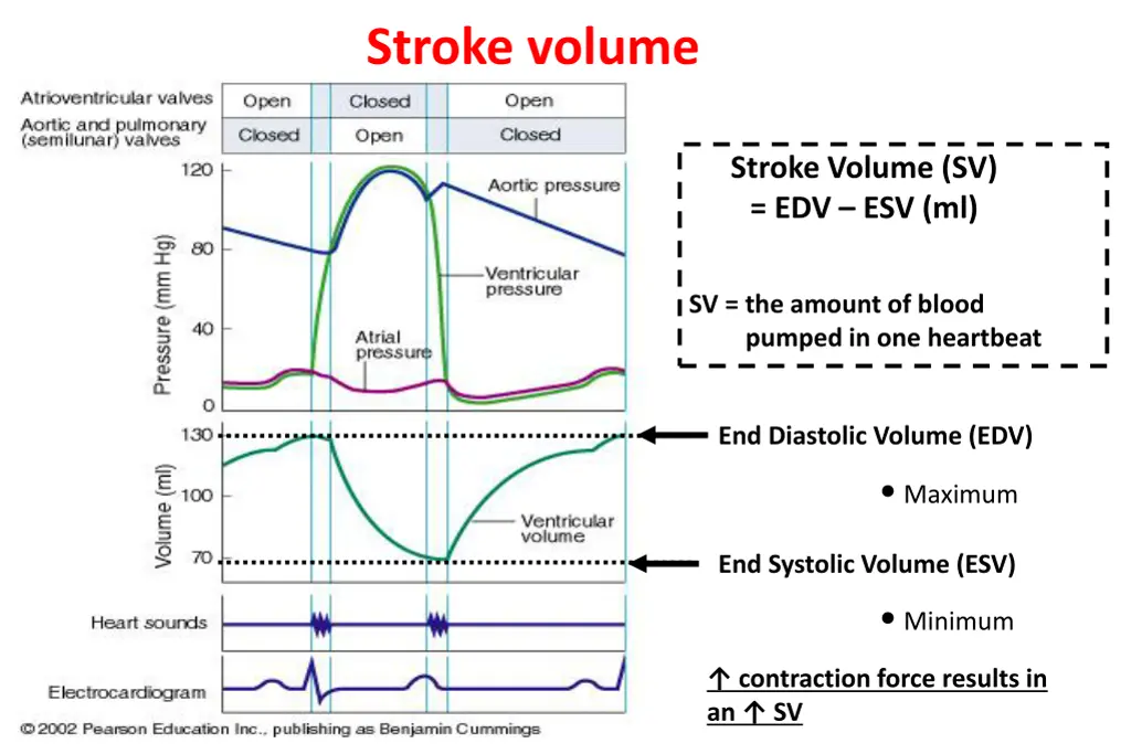stroke volume