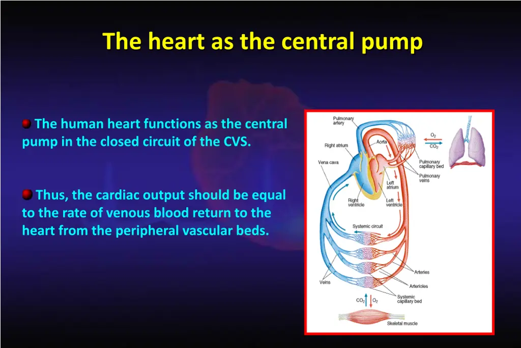 the heart as the central pump