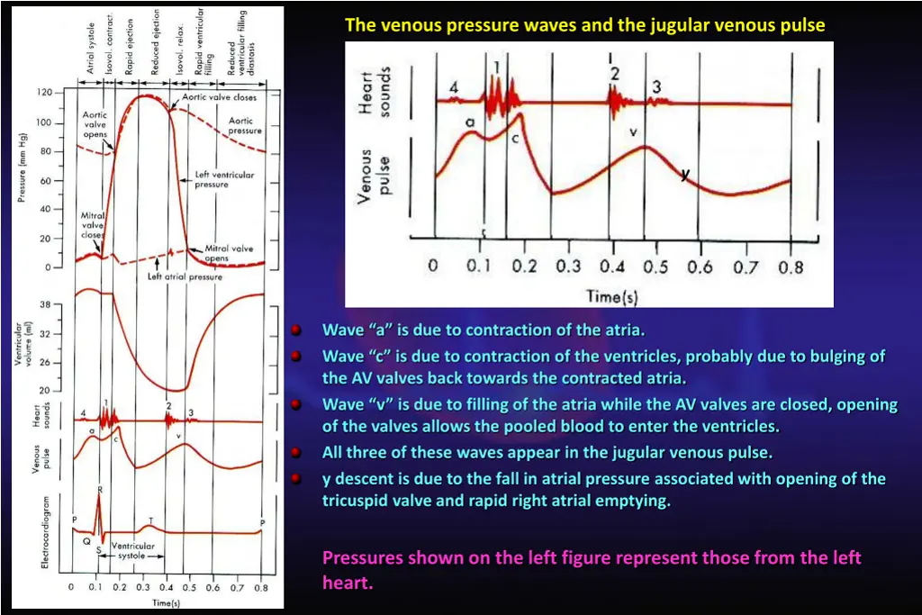the venous pressure waves and the jugular venous