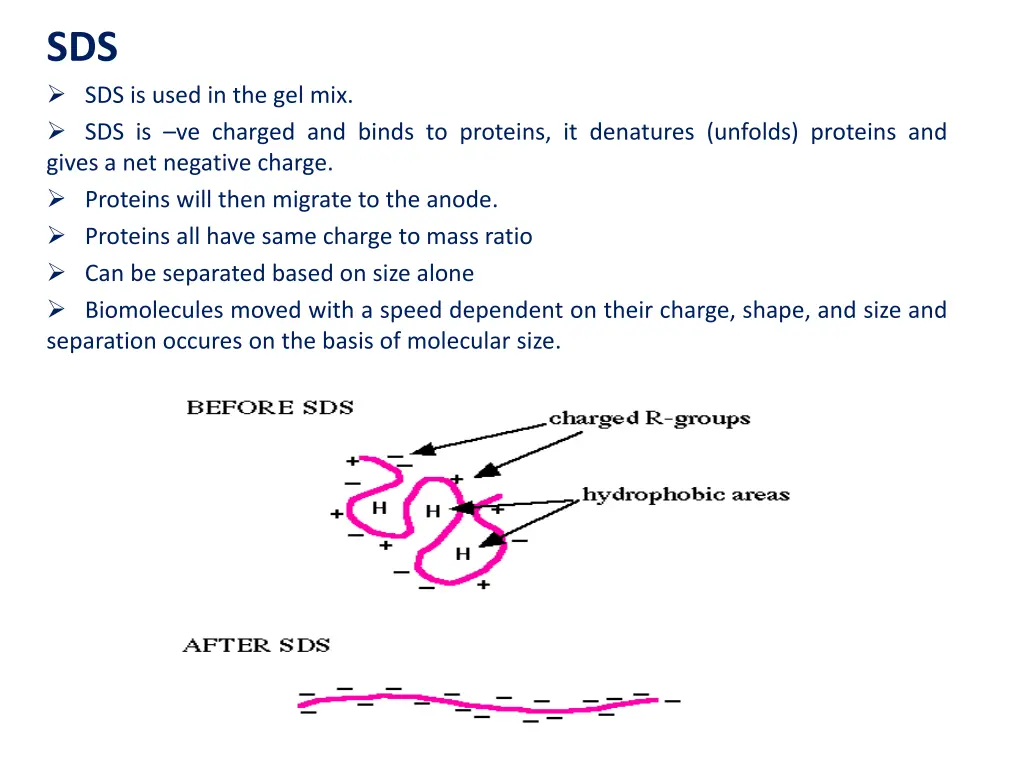 sds sds is used in the gel mix sds is ve charged