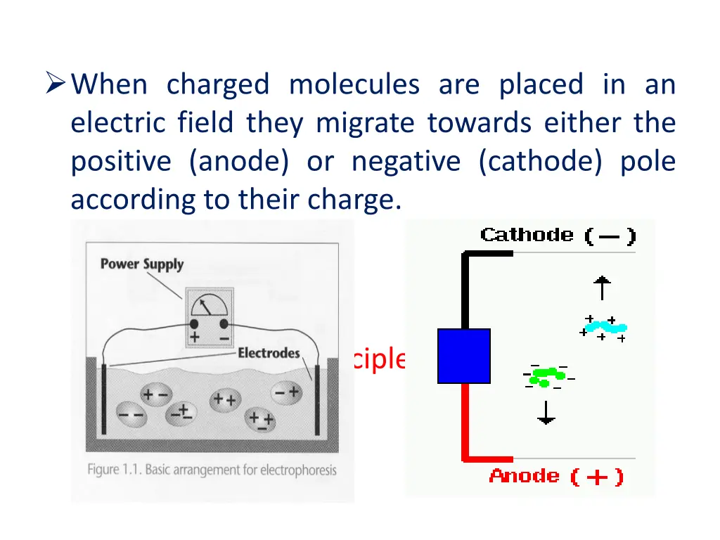 when charged molecules are placed in an electric