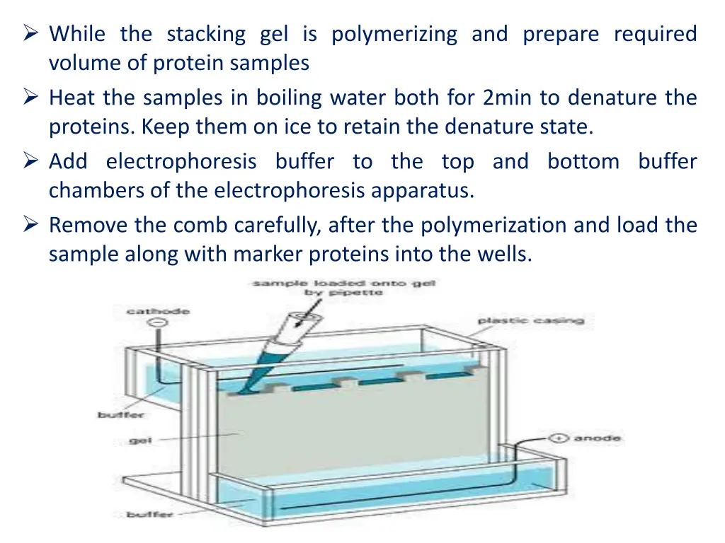 while the stacking gel is polymerizing