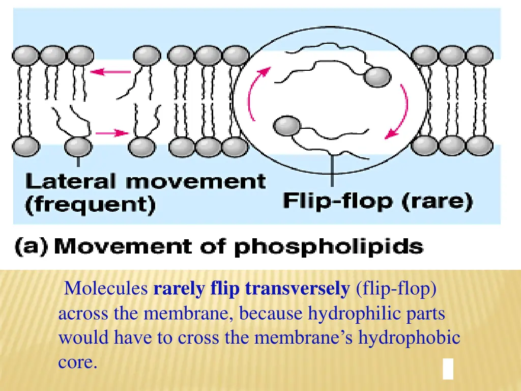 molecules rarely flip transversely flip flop