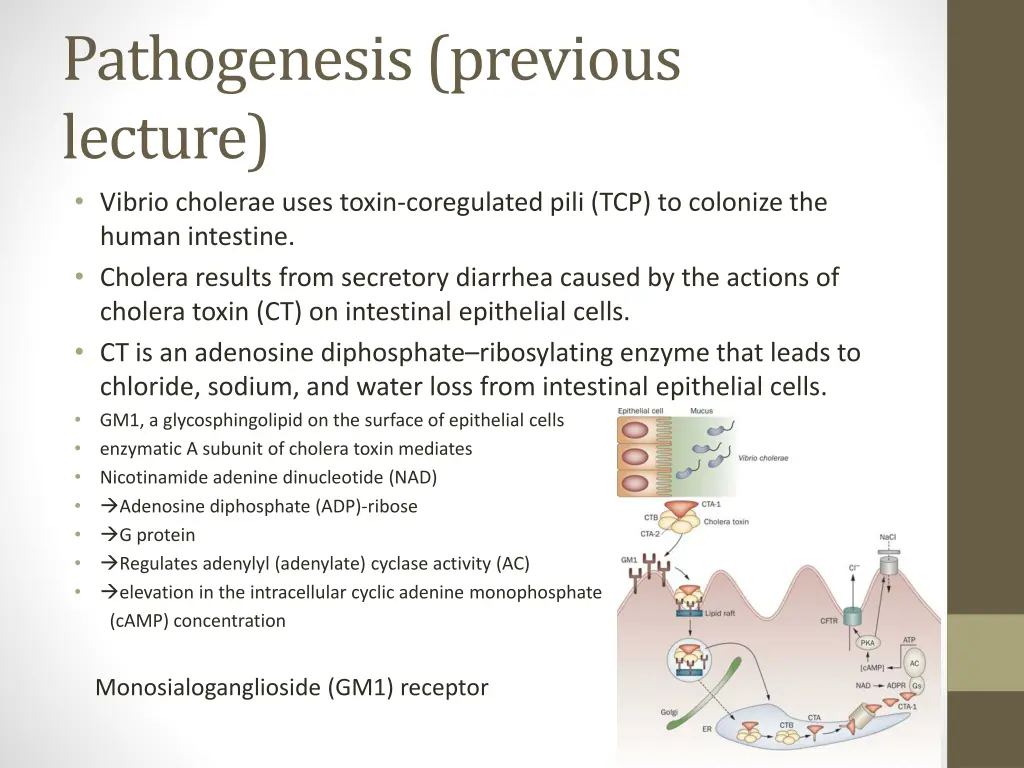 pathogenesis previous lecture vibrio cholerae