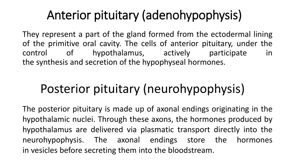 anterior pituitary adenohypophysis anterior