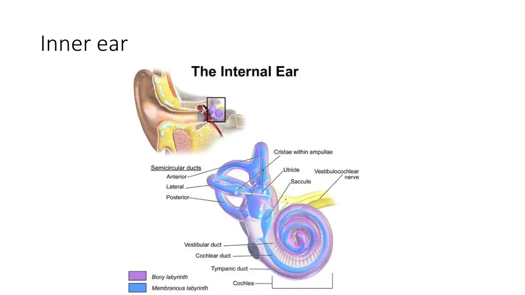 inner ear