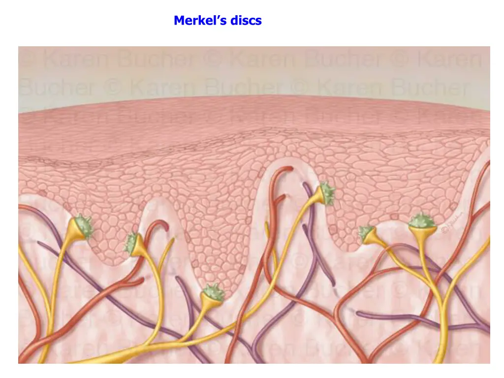merkel s discs