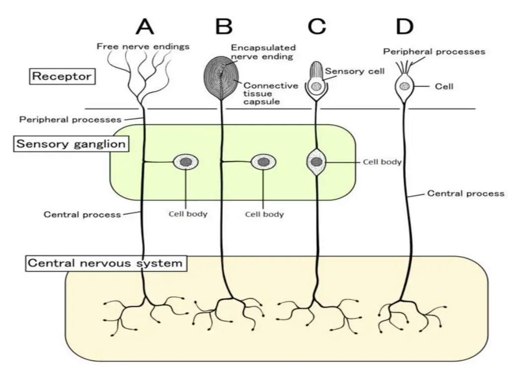 slide11