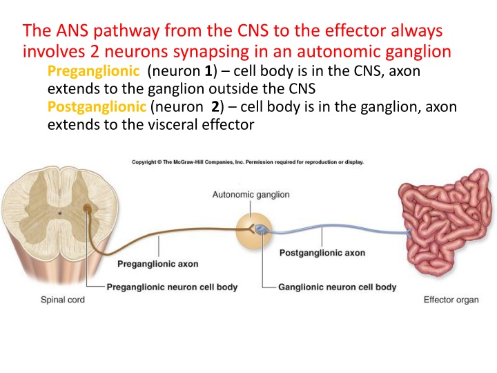 the ans pathway from the cns to the effector