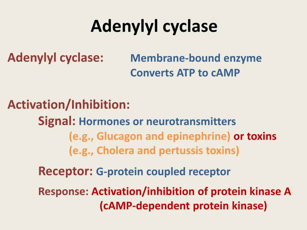 adenylyl cyclase