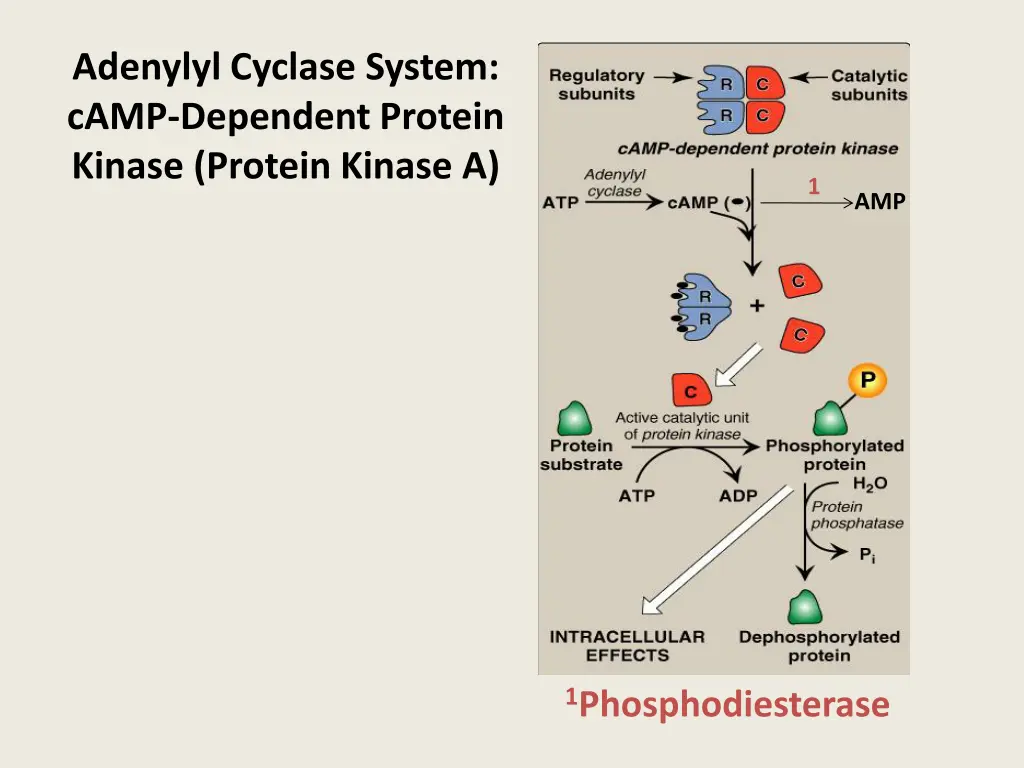 adenylyl cyclase system camp dependent protein
