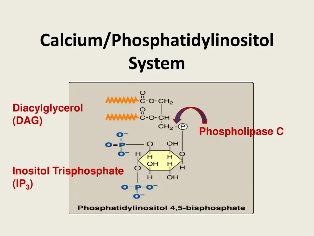calcium phosphatidylinositol system 1