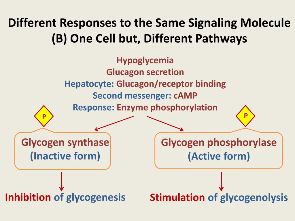 different responses to the same signaling 1