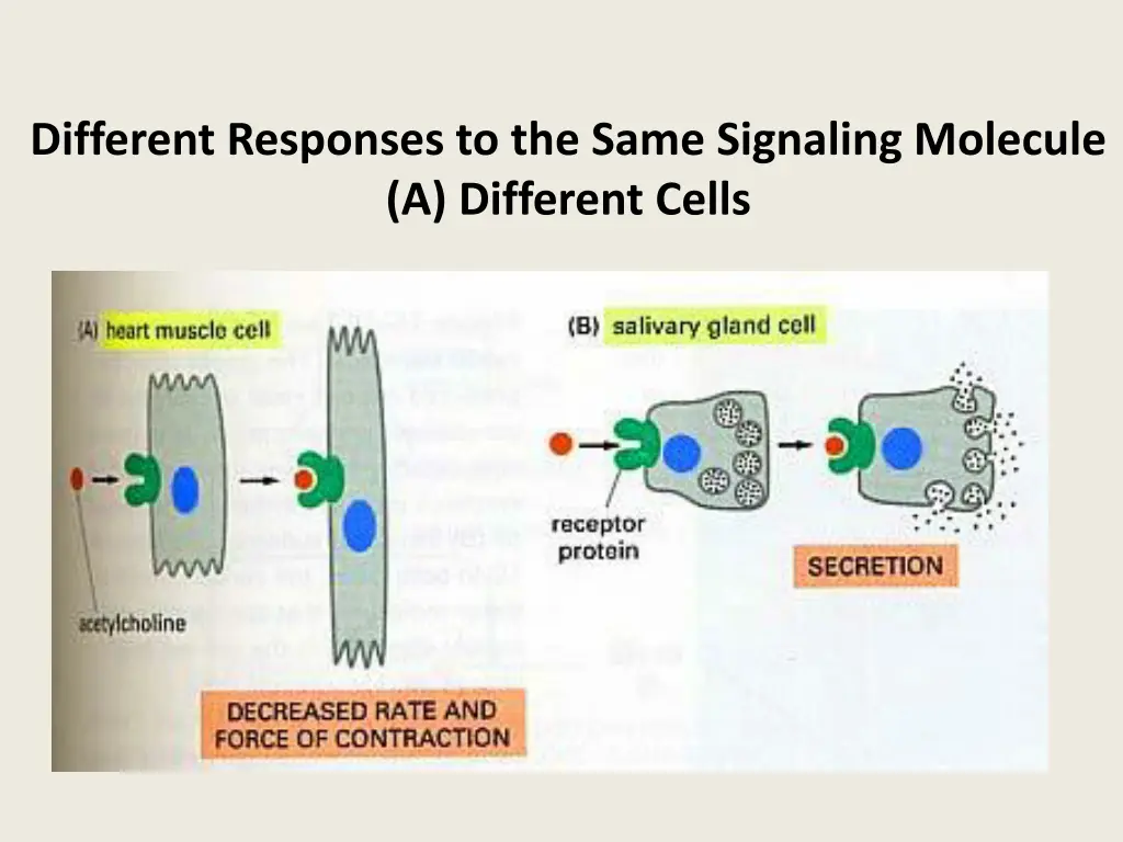 different responses to the same signaling