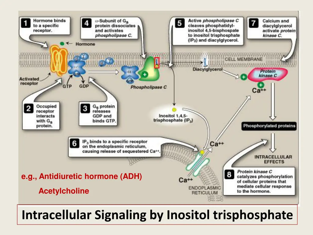 e g antidiuretic hormone adh