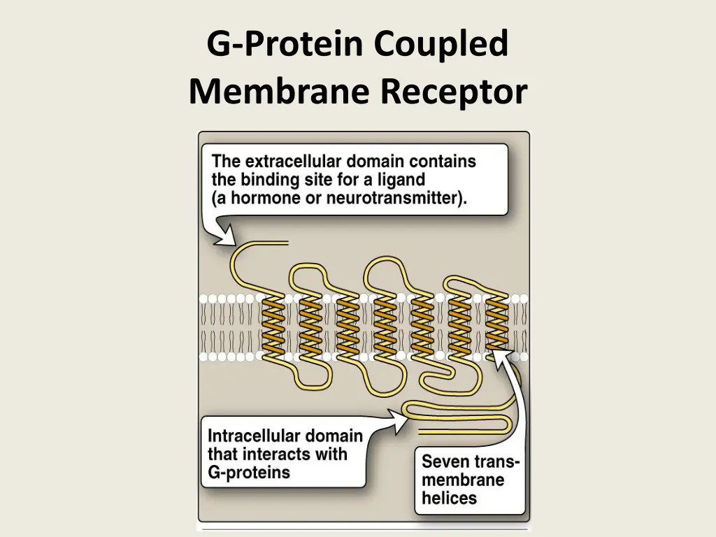 g protein coupled membrane receptor