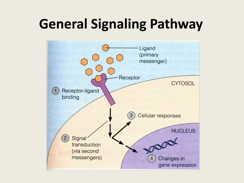 general signaling pathway