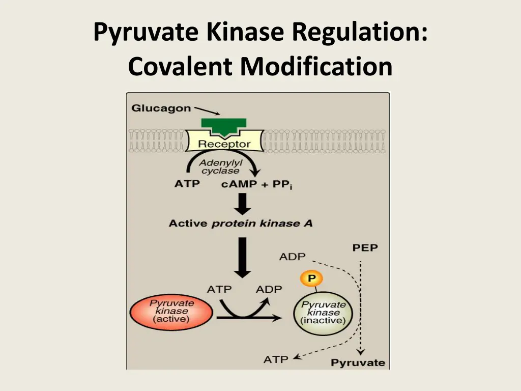 pyruvate kinase regulation covalent modification