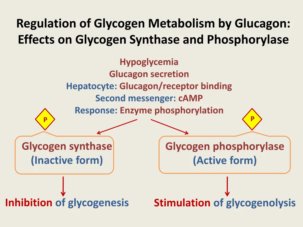 regulation of glycogen metabolism by glucagon