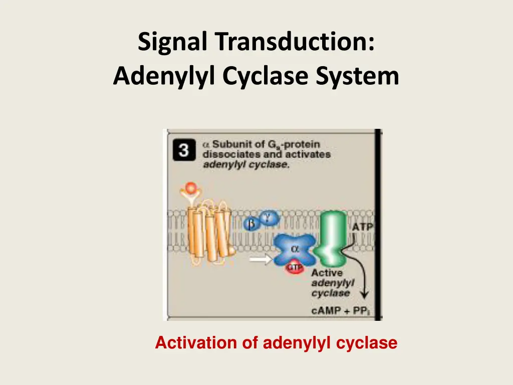 signal transduction adenylyl cyclase system 1