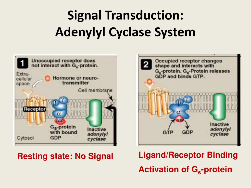 signal transduction adenylyl cyclase system