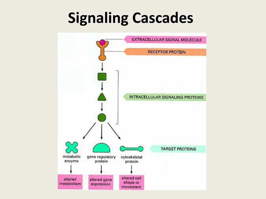 signaling cascades
