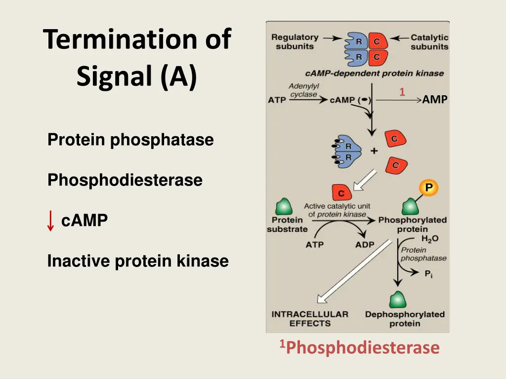 termination of signal a