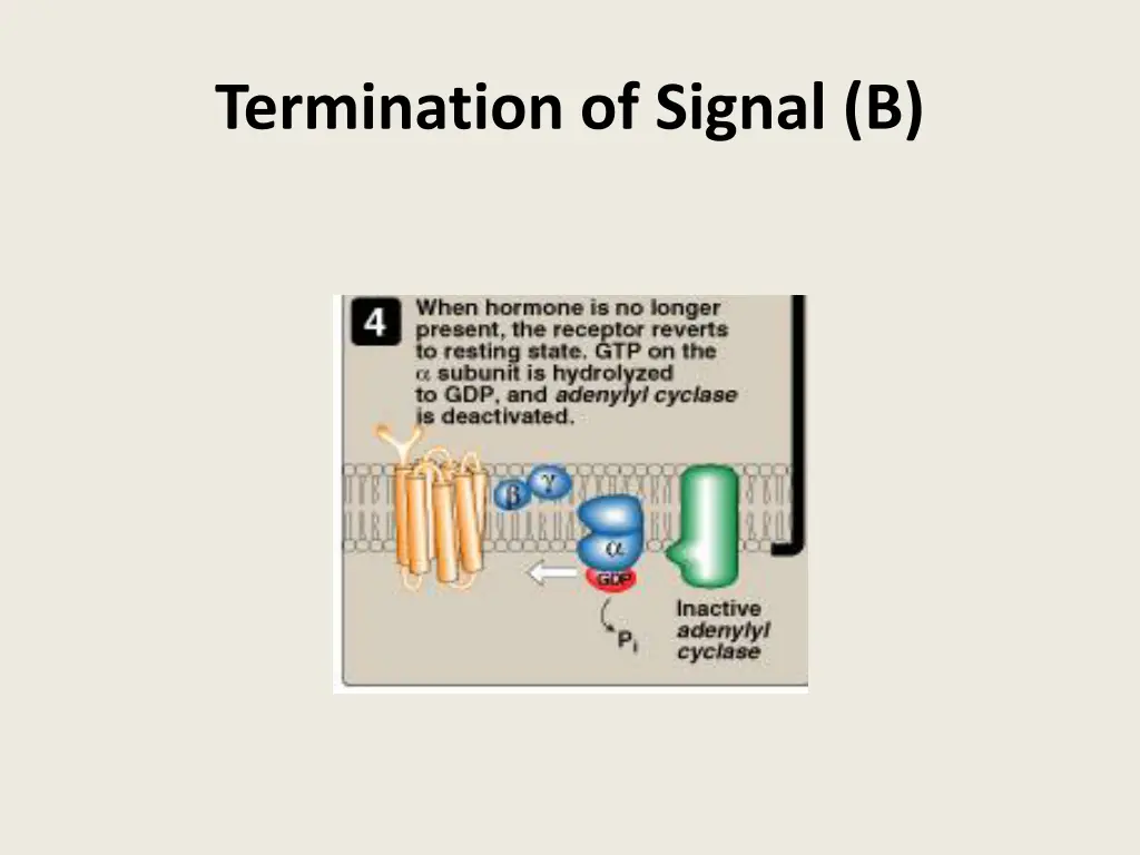 termination of signal b