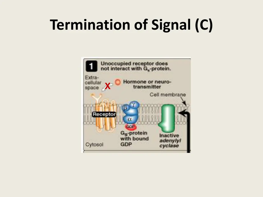 termination of signal c