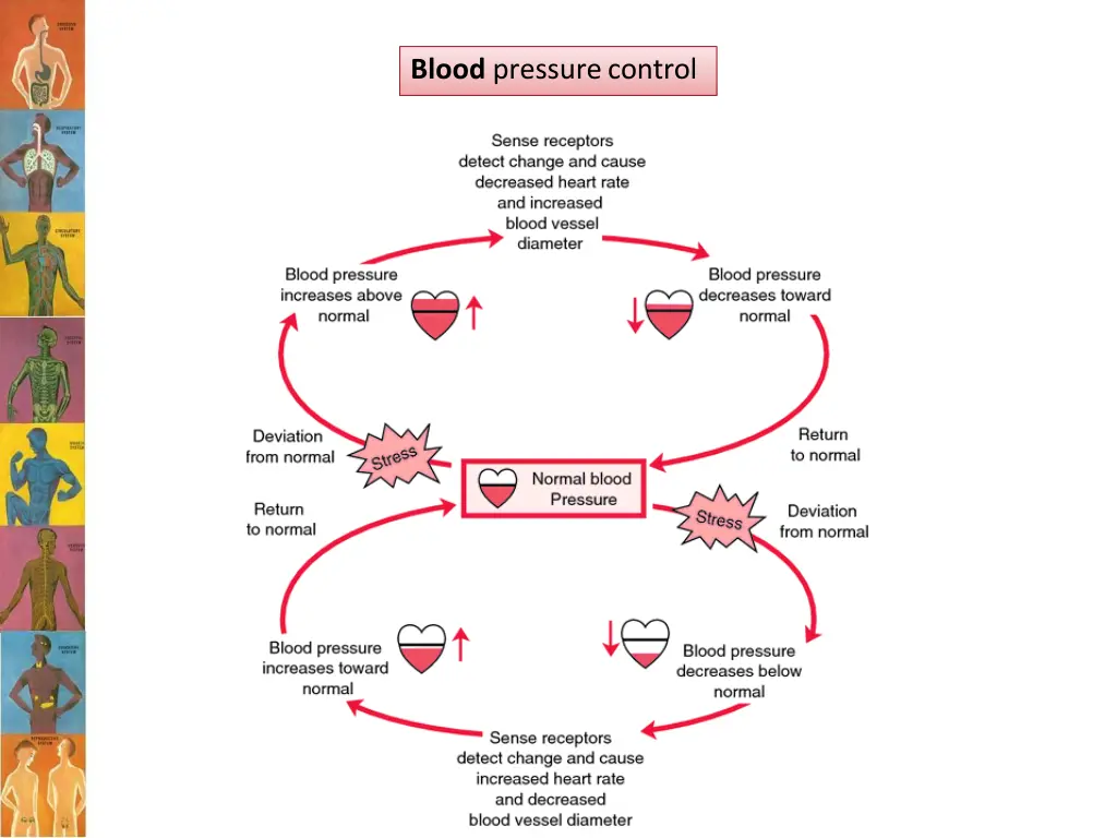 blood pressurecontrol