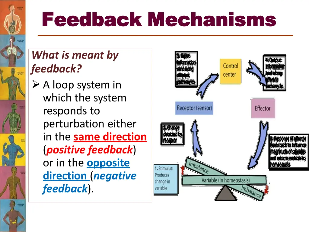 feedback feedback mechanisms mechanisms