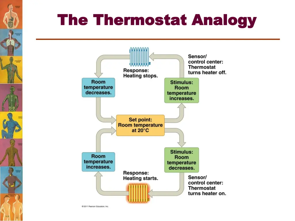 the the thermostat thermostat analogy