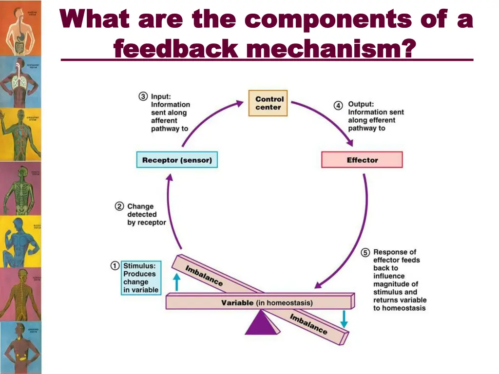 what what are feedback feedback mechanism