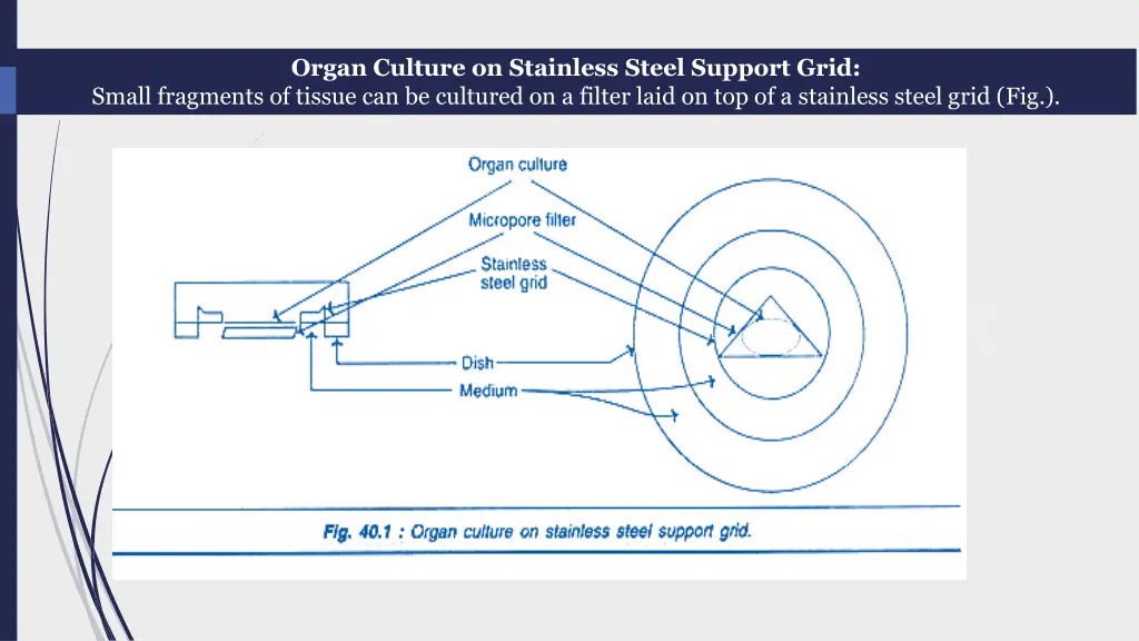 organ culture on stainless steel support grid