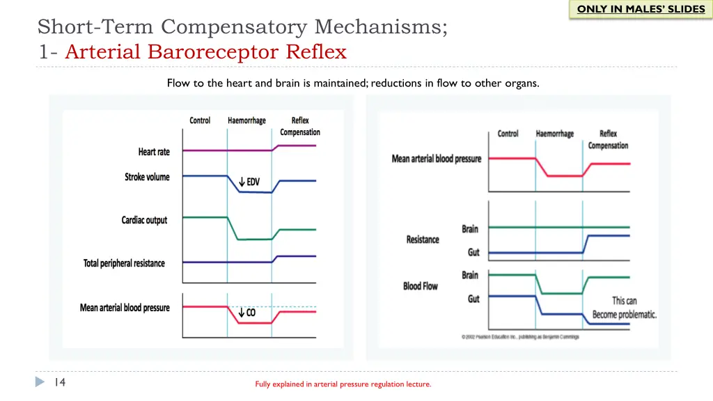 only in males slides 2