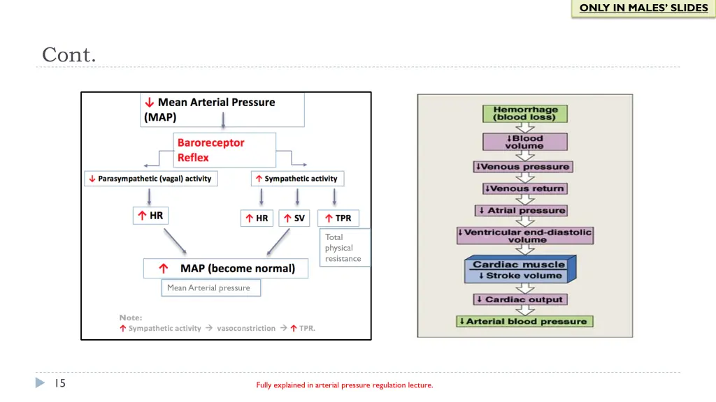 only in males slides 3