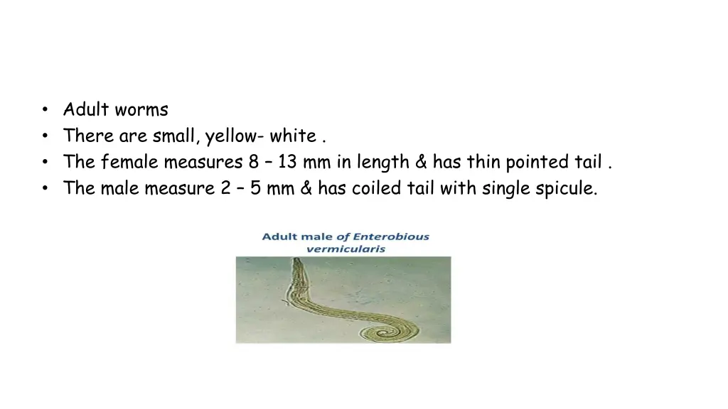 adult worms there are small yellow white