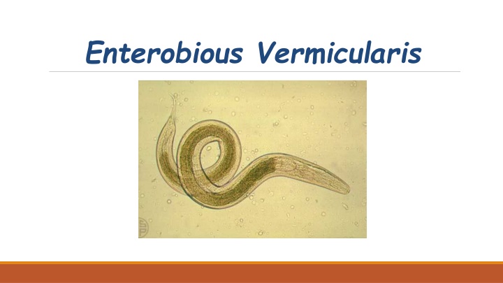enterobious vermicularis